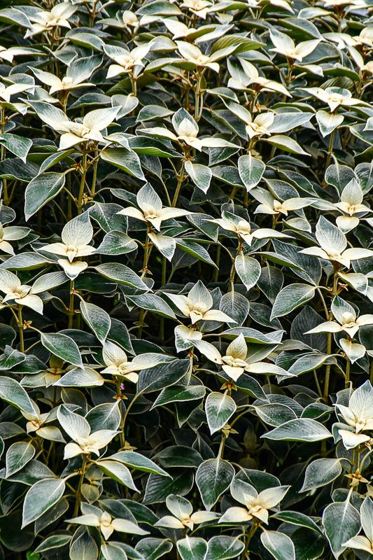 2017 09 07 tbd - 'Kodai' India-2-3994