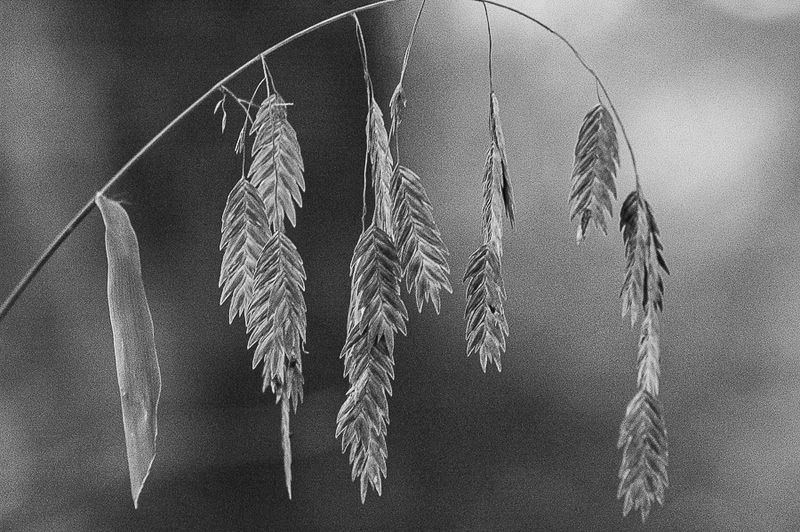 2007 11 03 River oats 8679