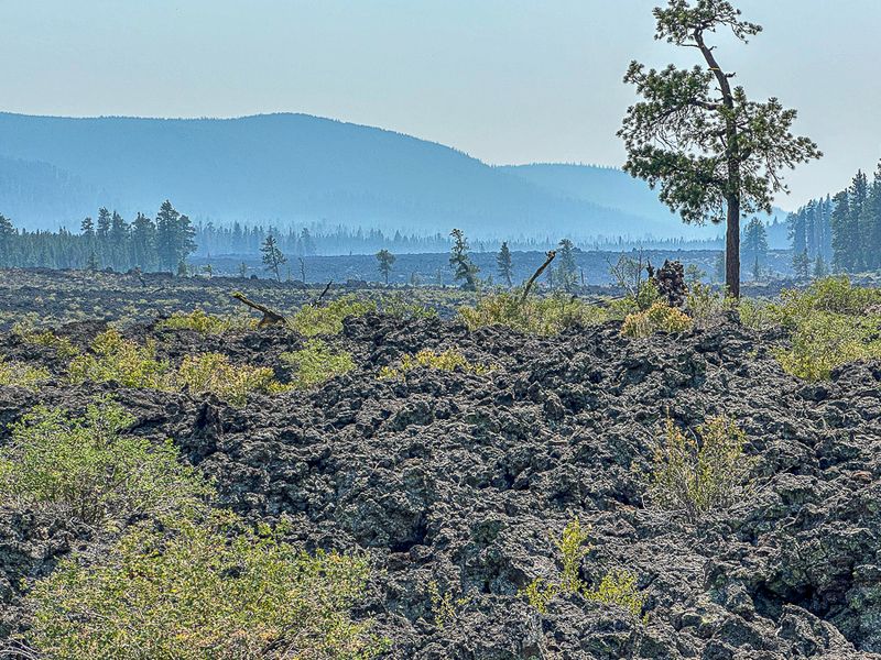 2024 07 20 Lava Casts Natl. Forest i7215