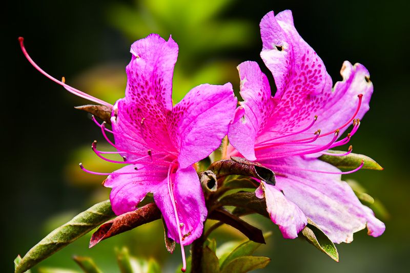 2017 09 07 Azalea - 'Kodai' India-2-4000-2