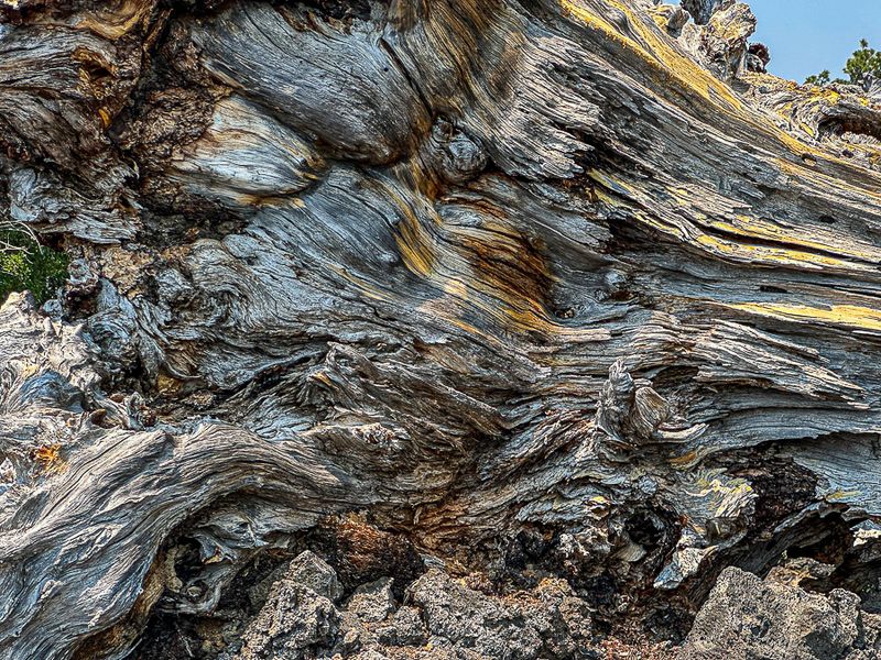 2024 07 20 Ancient - Lava Casts Natl. Forest i i7228