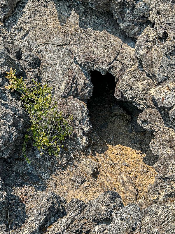 2024 07 20 Cast of downed tree - Lava Casts Natl. Forest i7236