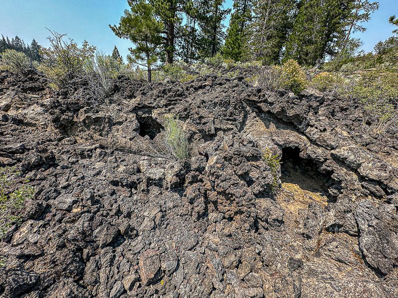 2024 07 20 Cast of downed tree - Lava Casts Natl. Forest i7237