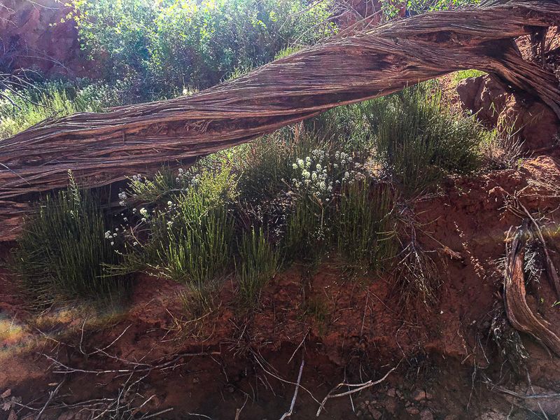 2019 05 03 Utah19-2-i2219