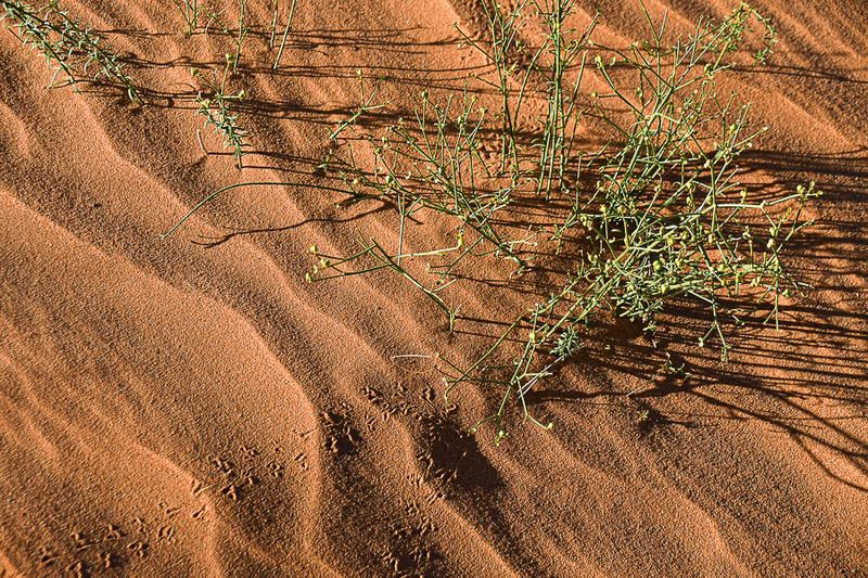 2019 04 04 Erg Chebbi - Merzouga Moroc-5009