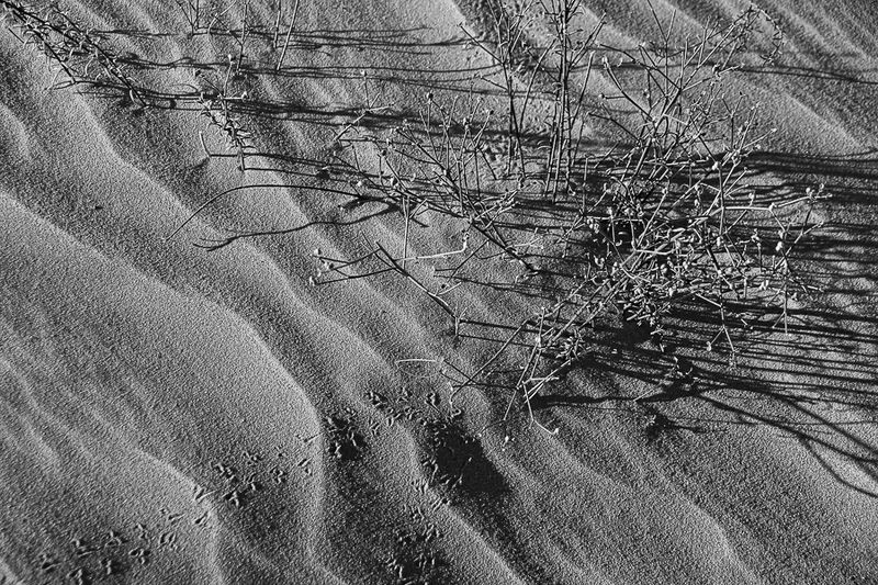 2019 04 04 Erg Chebbi - Merzouga Moroc-5009-2