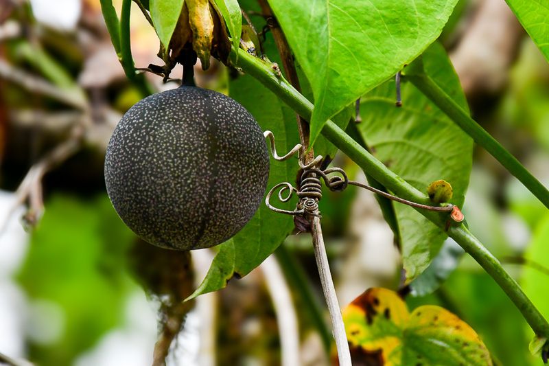 2017 09 07 - 'Kodai' India-2-44011-2