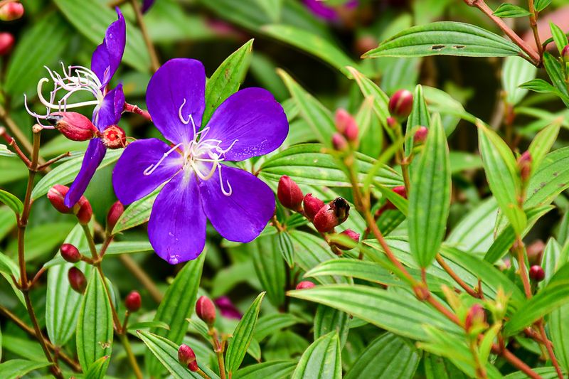 Flowers & Botanicals