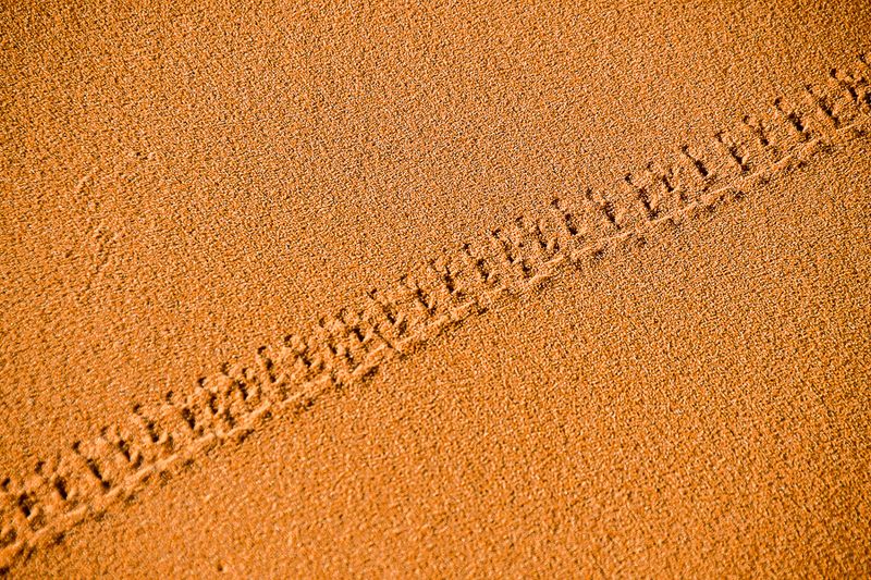 2019 04 04 Beetle tracks on the dunes - Erg Chebbi - Merzouga Moroc-5014
