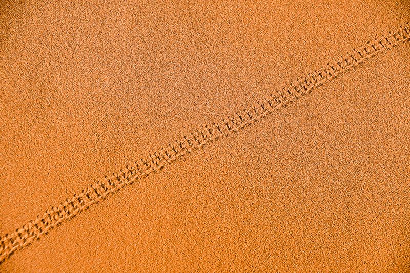 2019 04 04 Beetle tracks - Erg Chebbi - Merzouga Moroc-5015