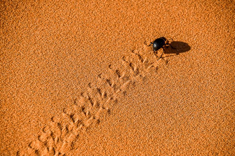 2019 04 04 Tenebrionid beetle tracks on the dunes - Erg Chebbi - Merzouga Moroc-5021