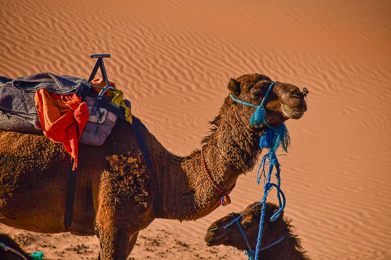 2019 04 04 Waiting on the day - Erg Chebbi - Merzouga Moroc-5029