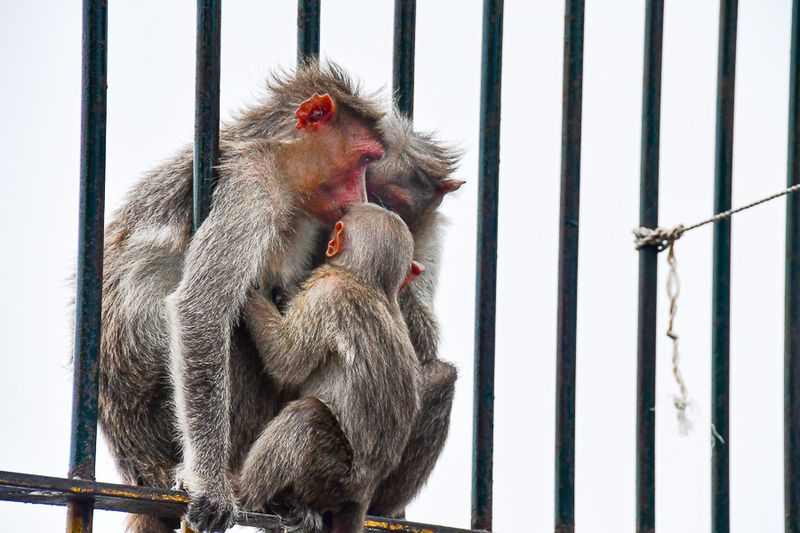 2017 09 07 Family - 'Kodai' India-2-4054-Edit-2