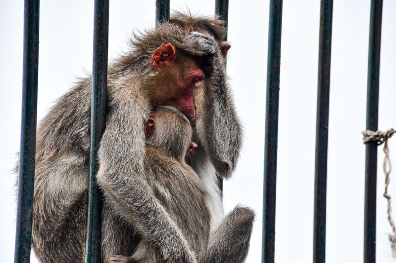 Kodaikanal - 'Kodai'