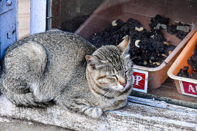 2017 09 07 A Kodai cat 4057-2