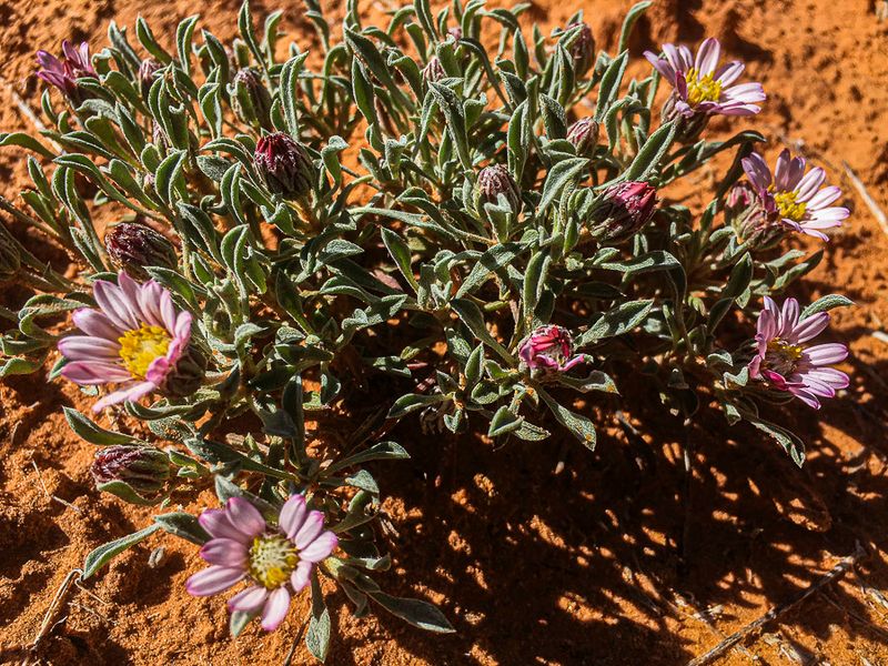 2019 05 03 UnId plant Utah19-2-i2247