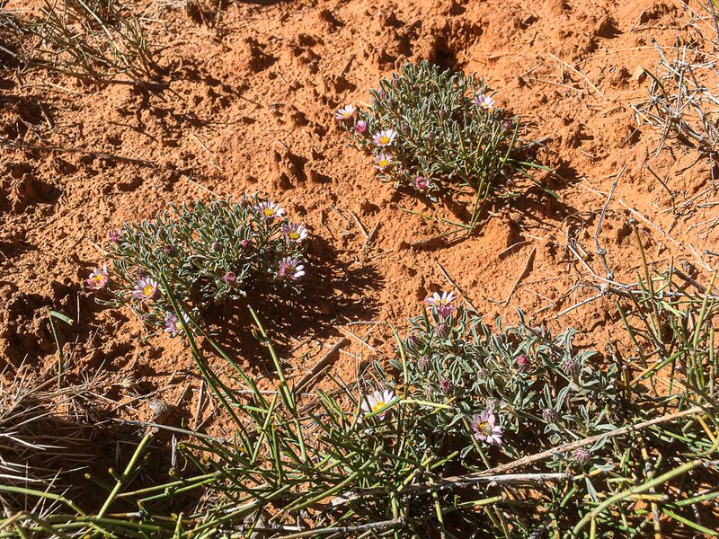 2019 05 03 UnId plant Utah19-2-i2249