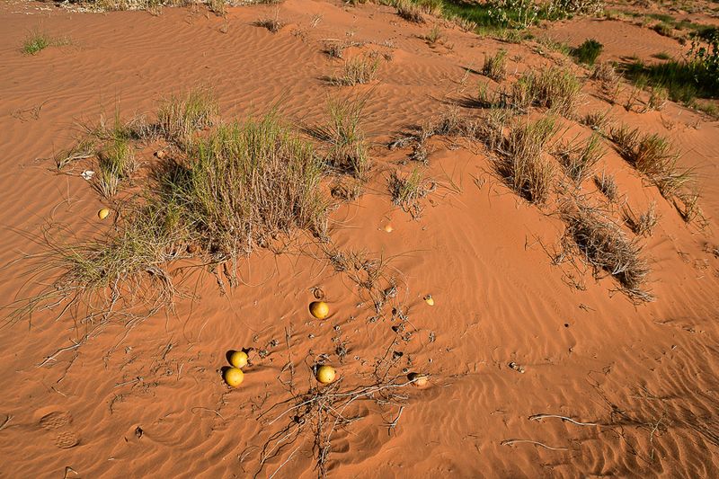 Erg Chebbi - Merzouga, Morocco