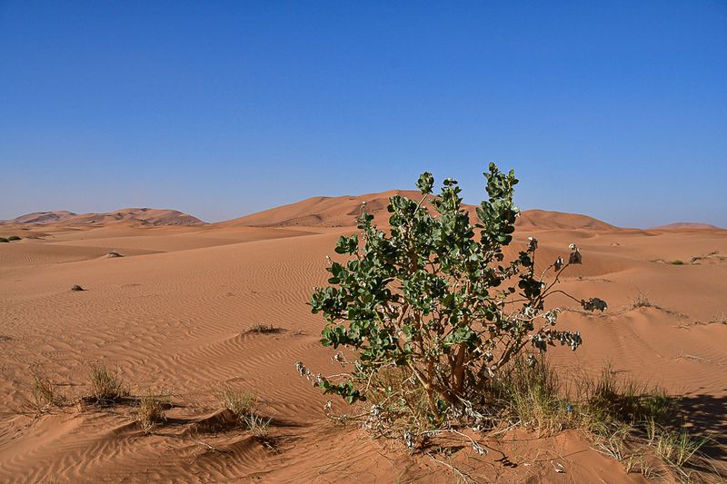 2019 04 04 Mllkweed - Erg Chebbi - Merzouga Moroc-5068