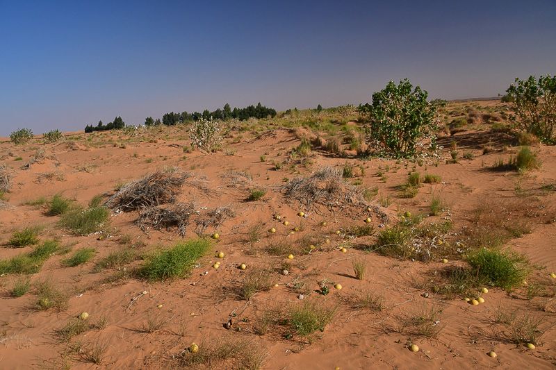 2019 04 04 Citron melons - Erg Chebbi - Merzouga Moroc--5069-Edit