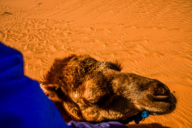 2019 04 04 Trying to pass me - Erg Chebbi - Merzouga Moroc-5085