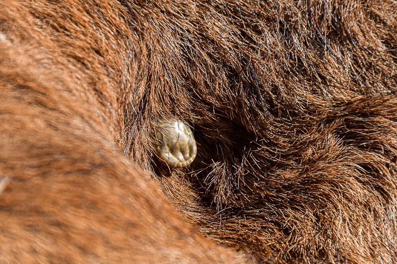 Insect Associates - Other arthropods