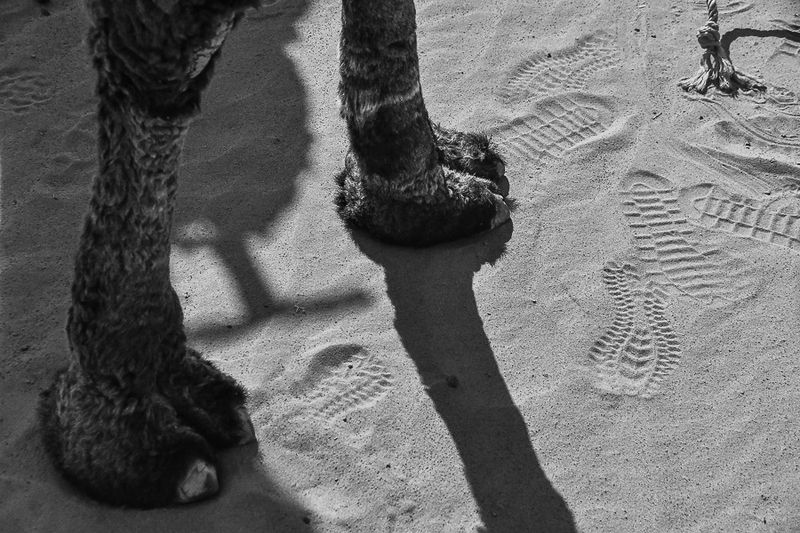 2019 04 04 Camel feet- Erg Chebbi - Merzouga Moroc-5106