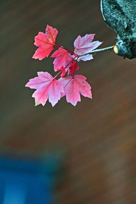 g13/31/528631/3/173107205.c30da683.JPEG