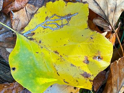 10-27 Tulip/yellow poplar leaf i4081