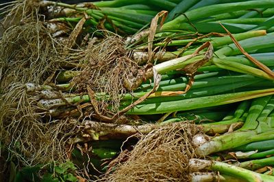 06-27 From the garden 1589