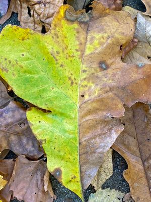 10-28 Indecisive i4129