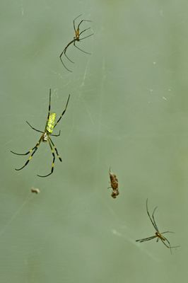 Joro spider female and two courters - 09-17-1807cr