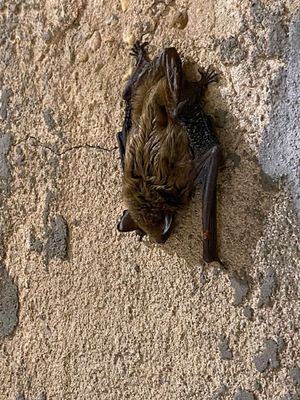 05-17 Bat in WWII submarine watch tower i9799