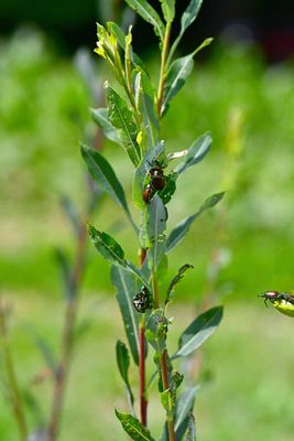 06-27 Japanese beetles 1700