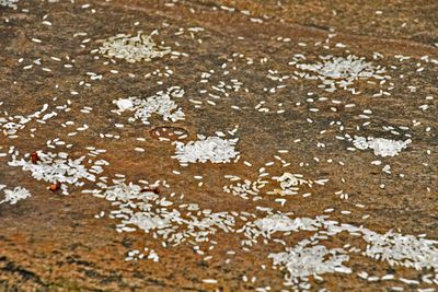 Vindhyagiri Hill Temple - Rice offering - India-2-0964