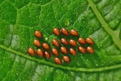 06-27 Squash beetle eggs 1718