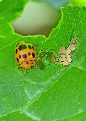 06-27 Squash beetle feeding 1730