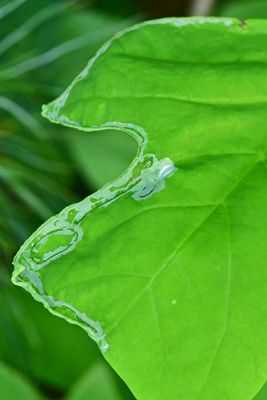 06-27 Tulip tree leafminer 1748
