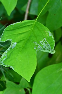 06-27 Tulip tree leafminers 1750