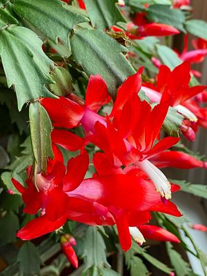 11-10 Thanksgiving cactus i4311