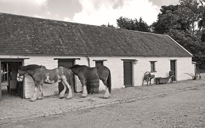 06-09-4568bw-s