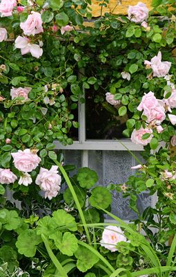 06-09 Muckross window and roses 4575