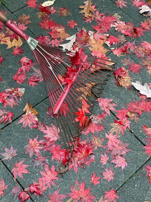 Seasonal red i4501