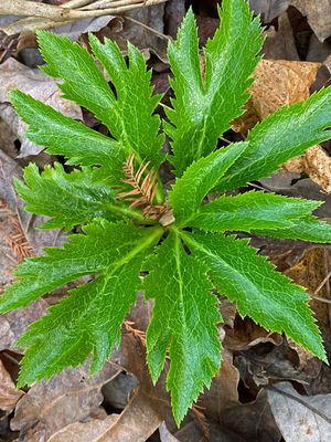11-20 Lenten rose new growth i4424