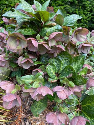06-09 Blarney Castle i0448