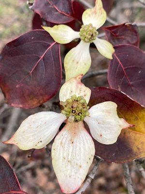 12-15 Late bloomer - Kousa dogwood i4692