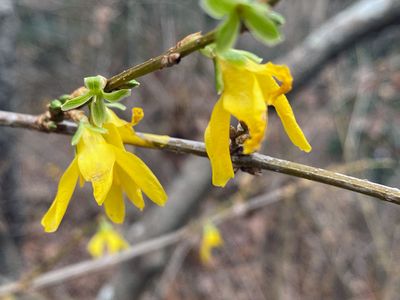 12-21 Confused forsythia i4766