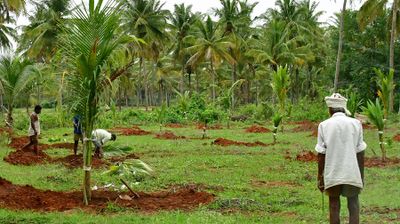 Planting palms - India-2-1068cr