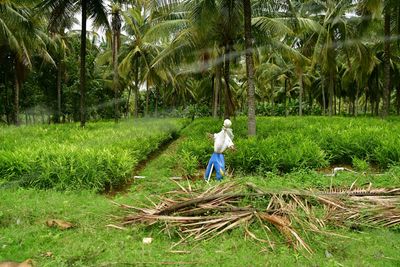 Scarecrow - India-2-1073