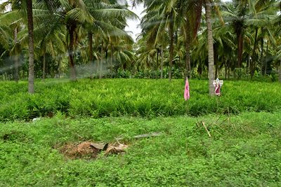 Scarecrow - India-2-1074